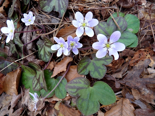{Anemone americana}